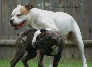 Dogs Playing